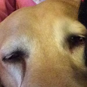 Meet your Posher, Dina